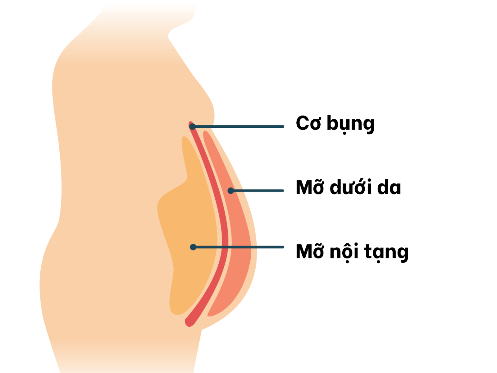 Cấu tạo mỡ bụng gồm cơ bụng, mỡ dưới da, mỡ nội tạng